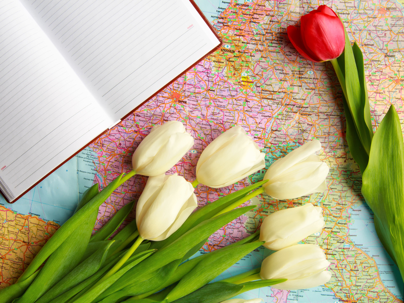 tulips