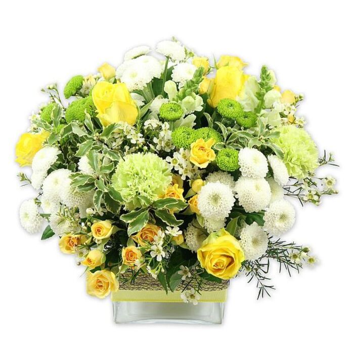 A lush, rounded floral design in joyful yellows, crisp whites and lively greens is displayed in a clear, square glass vase, photographed on a clean white background to emphasise every subtle detail. The arrangement has the polished yet natural look of something created by an experienced Yiewsley florist, ready to be delivered to a doorstep off the High Street or a cosy home close to Stockley Park. At its heart are rich yellow roses, their velvety petals unfurling in layered spirals, paired with smaller yellow spray roses that cluster like miniature suns, filling the spaces with warmth and texture. Between the roses sit white pompom chrysanthemums, dense, button-like spheres whose many short petals create a plush, cushiony feel. Adding contrast are bright lime green button chrysanthemums, neat and globe-shaped, echoing the ribbon that encircles the vase. Larger, ruffled pale green blooms, reminiscent of frilly carnations or specialty green chrysanthemums, soften the overall outline, giving the bouquet a cloud-like fullness. The flowers are supported by a generous mix of foliage: variegated leaves edged in creamy white, deep green leaves with a smooth, slightly glossy surface, and finer filler greenery that threads through the design to create depth and movement. Tiny, star-shaped white filler flowers are sprinkled throughout, brightening shadowed areas and enhancing the bouquet's sense of airiness. The clear glass vase is decorated around its centre with a rustic, bark-like or woven fibre wrap, overlaid with a narrow lime ribbon tied neatly around, bringing an earthy elegance to the composition. The arrangement exudes cheerfulness and calm at the same time, making it a fitting centrepiece for family celebrations, thank-you gifts, or simple everyday joy for homes across Yiewsley and the surrounding UB7 streets.