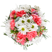 Bursts of pure white daisy petals and swirling coral-pink carnations blend harmoniously in this artisanal bouquet, a local Yiewsley favourite for spring and summer occasions. Viewed from above against a clean white canvas, the arrangement's structure is both full and airy - crisp daisies with lime-green hearts setting a cheerful tone, while ruffles of lush carnations add inviting warmth. Wispy sprigs of baby's breath are sprinkled throughout, their delicate snowflake blossoms creating a dreamy, almost floating effect, reminiscent of early blooms found along the banks of the River Pinn. Subtle alstroemeria buds, blushed with pink and purple veins, reveal a careful florist's attention to evolving beauty. Cool eucalyptus and rich green foliage enfold the bouquet, grounding its exuberance and refreshing the senses. Like a floral homage to Yiewsley's tranquil lanes and gardens, this bouquet is crafted to mark birthdays, anniversaries, or simply to bring a rush of gentle joy to someone's day. It feels at once timeless and freshly picked, a celebration of community, nature, and the warmth of meaningful connections.