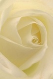 A close, almost meditative portrait of a single cream-white rose fills the frame, its petals spiralling inward like a gentle whirlpool of light. From this perspective you see nothing but the bloom itself: no stem, no foliage, just layer upon layer of ivory and soft vanilla tones folding towards a calm, sheltered centre. Each petal appears smooth and velvety, with a matte, almost creamy finish that makes you imagine the cool softness beneath your fingertips. The outer petals are slightly more open and faintly translucent, their edges catching the soft, diffused light as though touched by a pale Yiewsley morning sky. Deeper inside the rose, the petals curl more tightly, casting the light into delicate shadows that add depth and a quiet sense of movement. The overall effect is serene and introspective, like pausing on a still path beside the Grand Union Canal, listening to your own thoughts. There is no harsh brightness here, only gentle illumination that glows through the petals as though the flower is lit from within. This intimate study of a white rose captures the emotions often behind local floral orders in Yiewsley-sympathy for a family near West Drayton, a whisper of admiration for someone in a modest home off Falling Lane, or a wish for peace after a difficult time. Though you cannot see it, you can almost sense a subtle fragrance in the air: clean, slightly sweet, and reassuring. The image honours both the dignity of the rose and the careful, practiced hands of the florist who selected and prepared such a flawless bloom for a meaningful occasion.